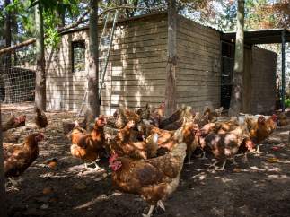 Residuos para gallinas
