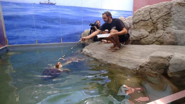 Aula del mar tortuga Crema comida medio ambiente sostenibilidad Aula del mar tortuga Crema comida medio ambiente sostenibilidad