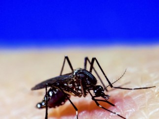 Mosquito A. Aegypti.