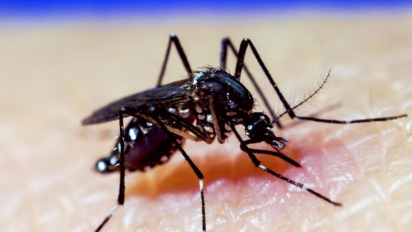 Resultado de imagen para imagen de apoyom mosquito del dengue
