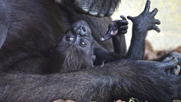 El tercera nadó goril·la valenciana nascuda en Bioparc es diu Mbeli El tercera nadó goril·la valenciana nascuda en Bioparc es diu Mbeli