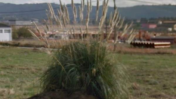 El plumero de la Pampa El plumero de la Pampa