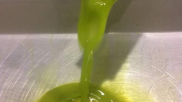Almazara jiennense produciendo aceite de oliva Almazara jiennense produciendo aceite de oliva
