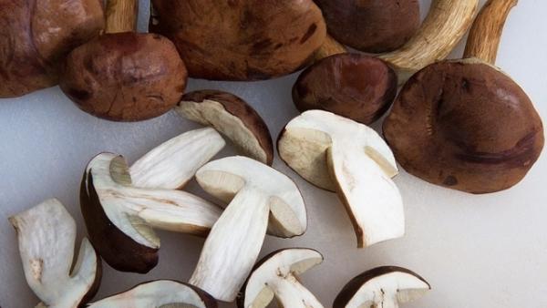 Boletus, setas Boletus, setas