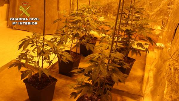 Plantas marihuana Plantas marihuana