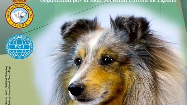 Uns 300 gossos de la Comunitat Valenciana participaran en l'Exposició Internacional Canina de tardor a Talavera (Toledo) Uns 300 gossos de la Comunitat Valenciana participaran en l'Exposició Internacional Canina de tardor a Talavera (Toledo)