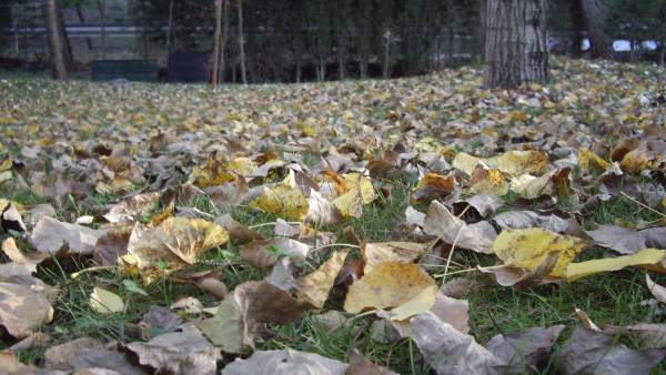 Hojas Caídas En Otoño Hojas Caídas En Otoño