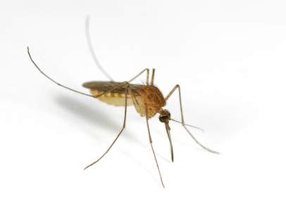 Mosquito