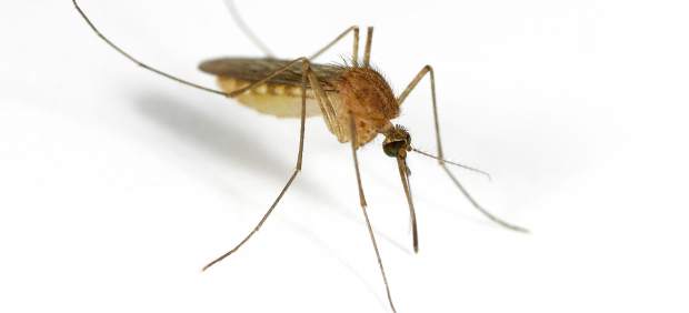 Mosquito