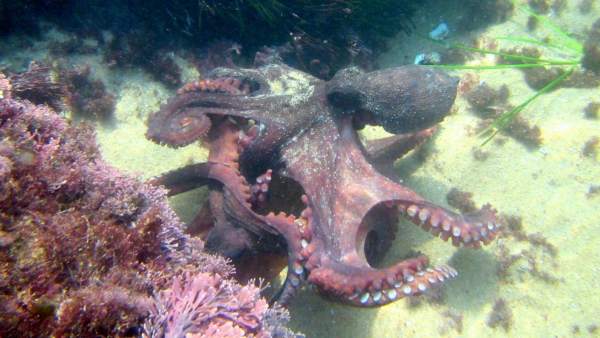 Pulpo Pulpo