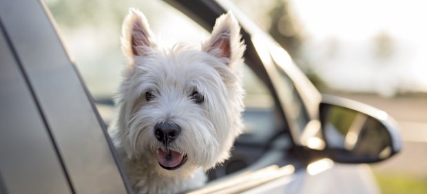 Mariana Flores Melo Mariana Flores Melo