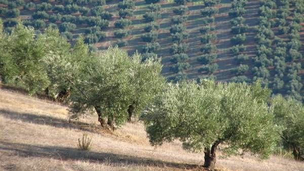 Olivar andaluz Olivar andaluz