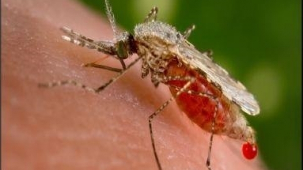 Mosquito Anopheles Mosquito Anopheles