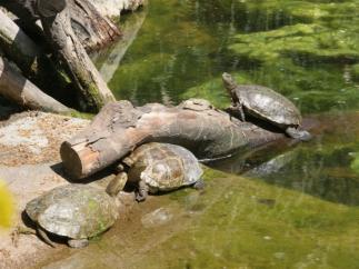 Tortugas liberadas en el Delta del Llobregat.