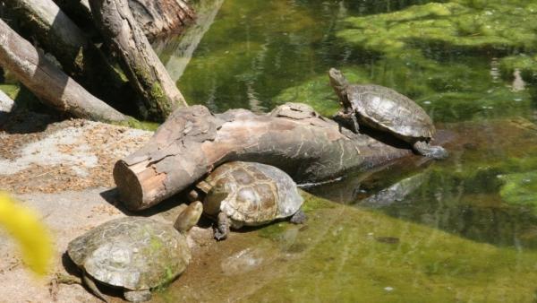 Tortugas liberadas en el Delta del Llobregat.
