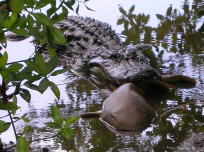 Caiman americano muerde a un tiburón nodriza