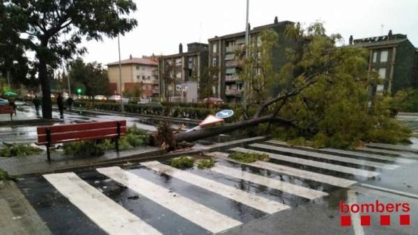 Lluvia en Catalunya, árbol caído, temporal Lluvia en Catalunya, árbol caído, temporal