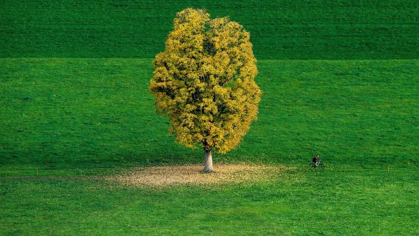 Verde otoñal en Suiza Verde otoñal en Suiza