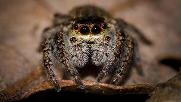 Araña Araña