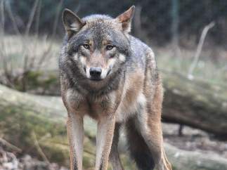 Lobo gris