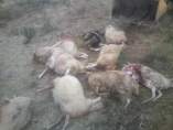 Salamanca: Ovejas muertas por los lobos