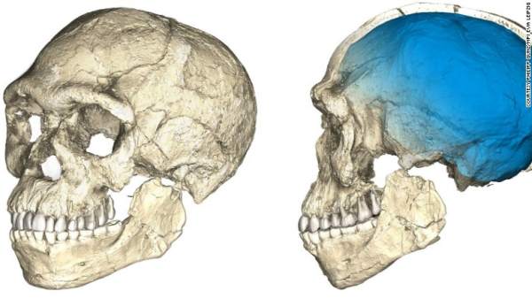 Fósil de Homo Sapiens Fósil de Homo Sapiens
