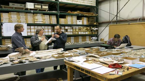 Trabajos en el laboratorio de identificación del nuevo dinosaurio Trabajos en el laboratorio de identificación del nuevo dinosaurio