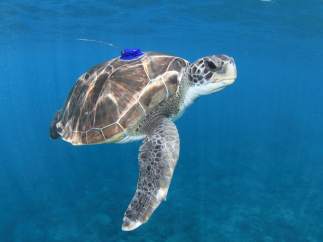 Ulpgc. La Ulpgc Investiga Sobre Las Amenazas Para La Tortuga Verde En Canarias +