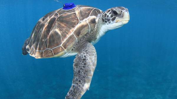 Ulpgc. La Ulpgc Investiga Sobre Las Amenazas Para La Tortuga Verde En Canarias + Ulpgc. La Ulpgc Investiga Sobre Las Amenazas Para La Tortuga Verde En Canarias +
