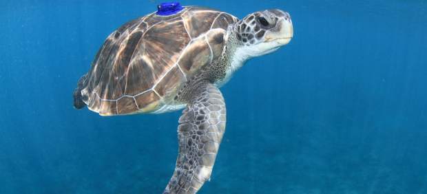 Resultado de imagen de El cambio climático provoca que las tortugas verdes australianas dejen de criar machos