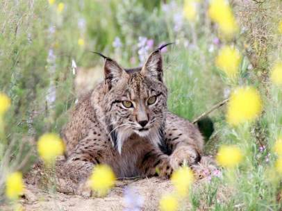 Lince