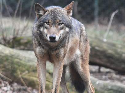 Lobo gris