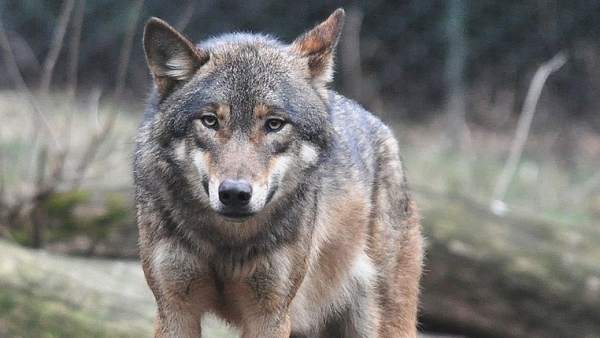 Lobo gris Lobo gris