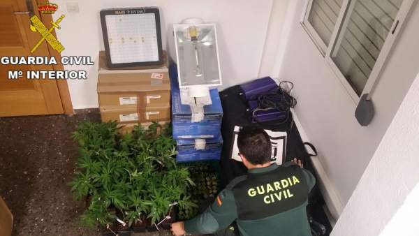 Plantas de marihuana intervenidas Plantas de marihuana intervenidas