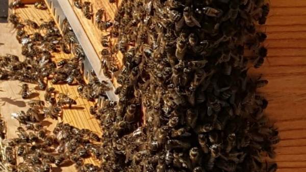 Abejas Abejas
