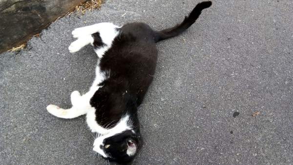 Gato callejero Gato callejero