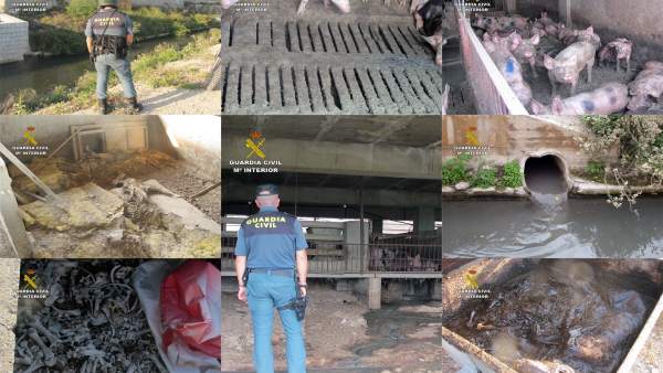 Guardia Civil investiga al propietario de una granja por abandono animal Guardia Civil investiga al propietario de una granja por abandono animal