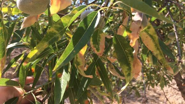 Xylella fastidiosa Xylella fastidiosa