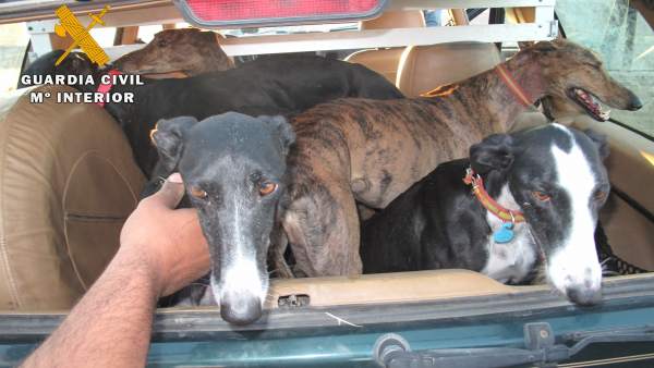 Ávila.- Galgos en posesión de los furtivos Ávila.- Galgos en posesión de los furtivos
