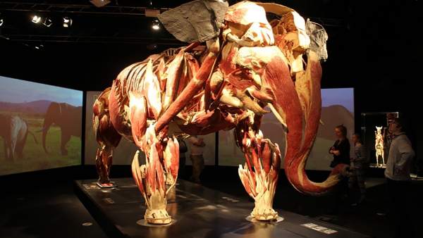 Una muestra de elefante de la exposición Animal Inside Out. Una muestra de elefante de la exposición Animal Inside Out.