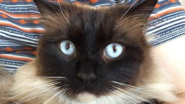 Gato asesinado en Reino Unido Gato asesinado en Reino Unido