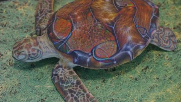 Tortuga Tortuga