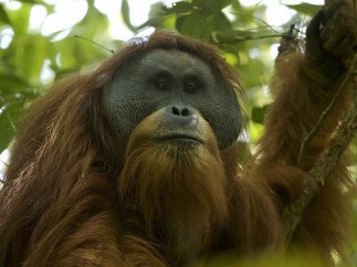 Orangután de Tapanuli