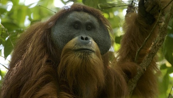 Orangután de Tapanuli Orangután de Tapanuli