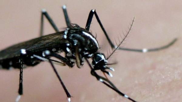 Mosquito tigre. Mosquito tigre.