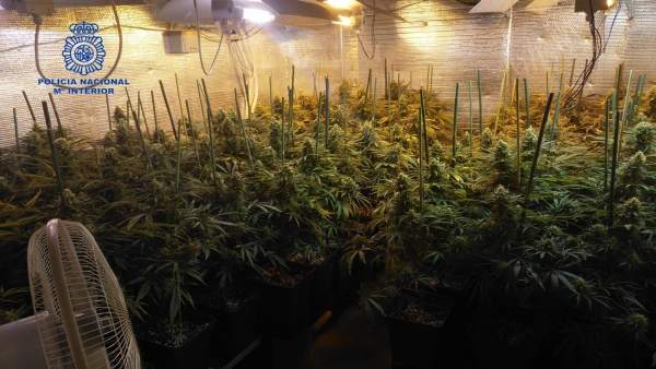Plantación marihuana Plantación marihuana