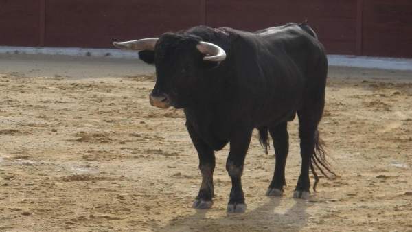 Toro, festival taurino Toro, festival taurino