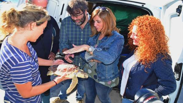 Liberación de un ejemplar de tortuga boba a su medio natural Liberación de un ejemplar de tortuga boba a su medio natural