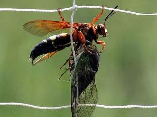 Avispa asesina