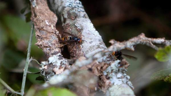 Avispa asiática Avispa asiática